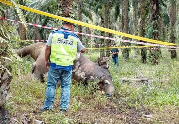 Borneo bull elephant found dead in Lahad Datu plantation | The Star