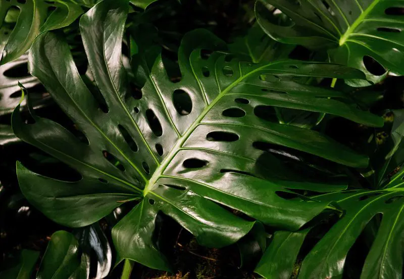The holey leaf: Why is the monstera still such a popular houseplant? | The  Star