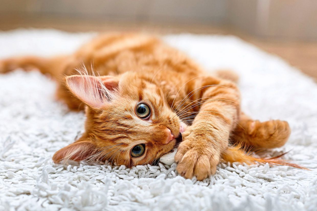 Has the mystery of ginger cats finally been solved? The Star