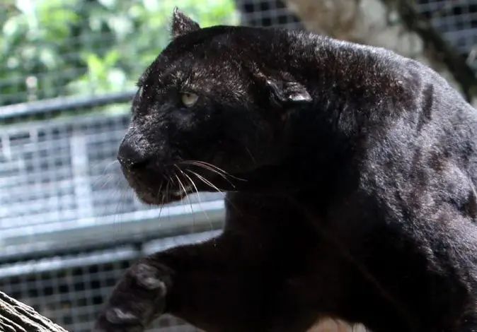 Panther in Gua Musang finally caught by rangers | The Star