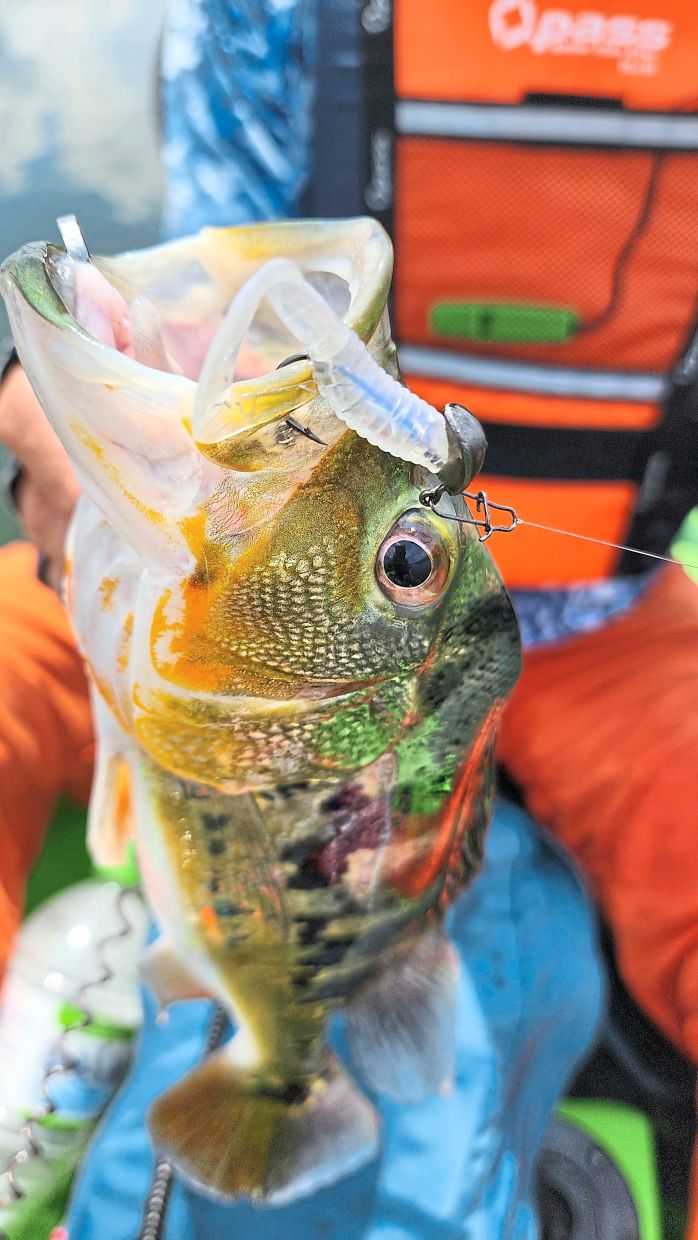 This peacock bass fell for a 2gm jighead fitted with a small soft plastic grub of 5cm. 