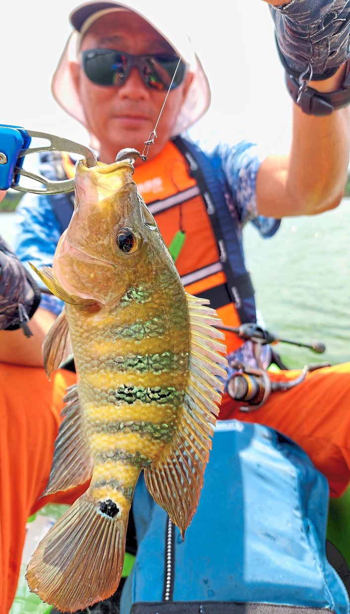 A large Mayan cichlid caught in a lake with tiny tackle.
