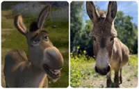 Perry, real-life inspiration for Donkey character in 'Shrek', dies at age 30