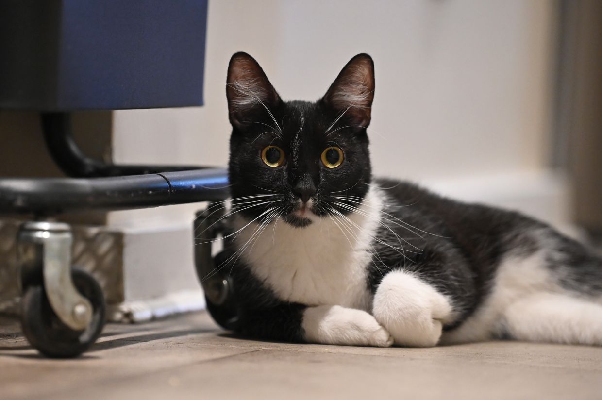 Catnip Coffee in Berlin: A cat-friendly café where the felines rule ...