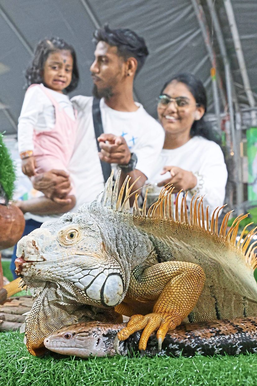 (From right) Durga and Vasanraj showing their child Kaliani the iguana at the mobile petting zoo.
