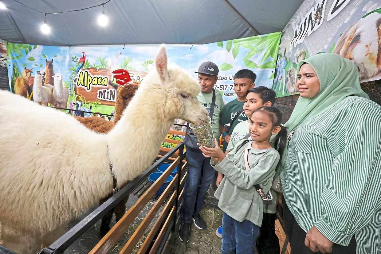 Pesta regulars Zahid (left) and his family feeding an alpaca.