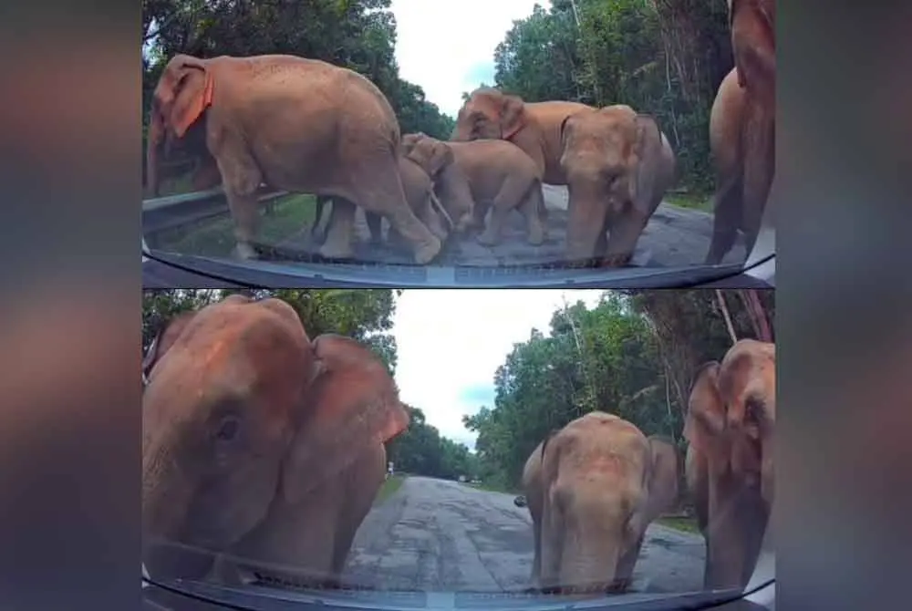 Jumbo roadblock: Family has harrowing encounter with wild elephants on East-West Highway | The Star