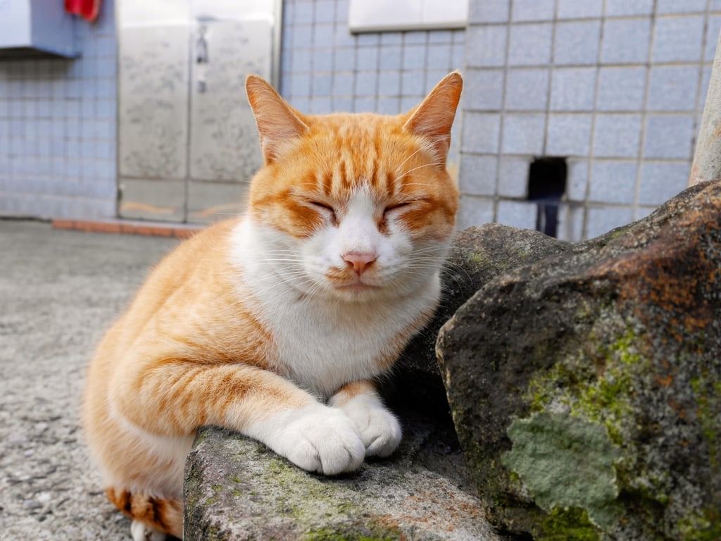 The curious cat caused keystroke chaos leaving its owner out of work. -- Photo: Shutterstock/SCMP