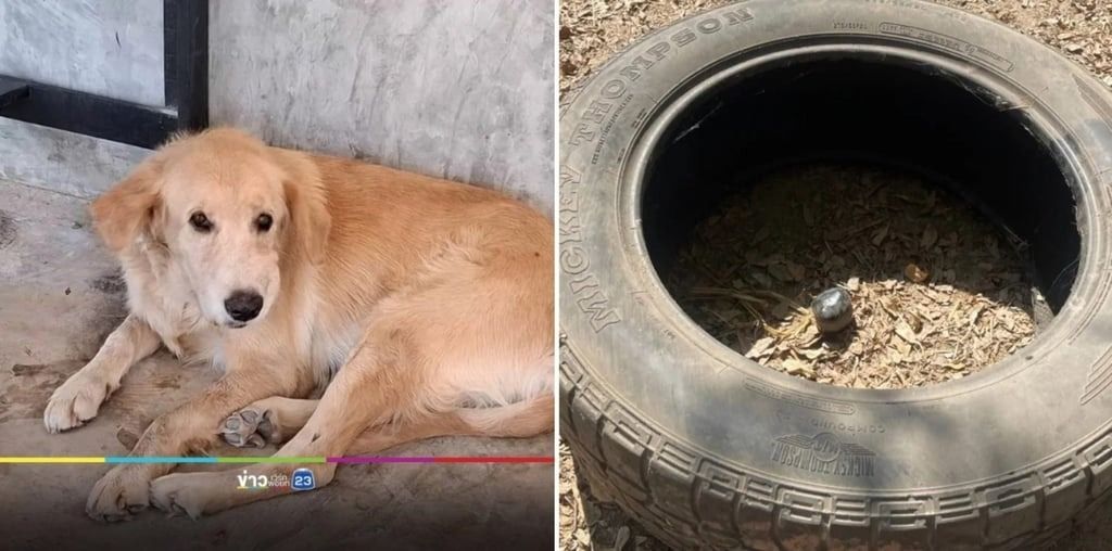 The dog thought the suspect device was just another ball to brings home. -- Photo: Thairath/SCMP