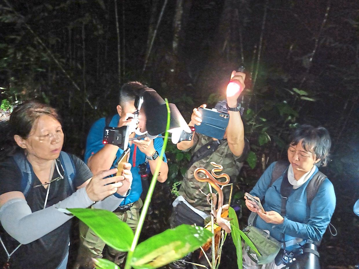Nature guide and photographer Muhammad Ariff Khaidhir Chek Mat (holding torch) with clients from Singapore taking photos of a snake. Snakes are popular enough to have tours dedicated to them, with tourists wanting to see them in the wild. — MUHAMMAD ARIFF KHAIDHIR CHEK MAT