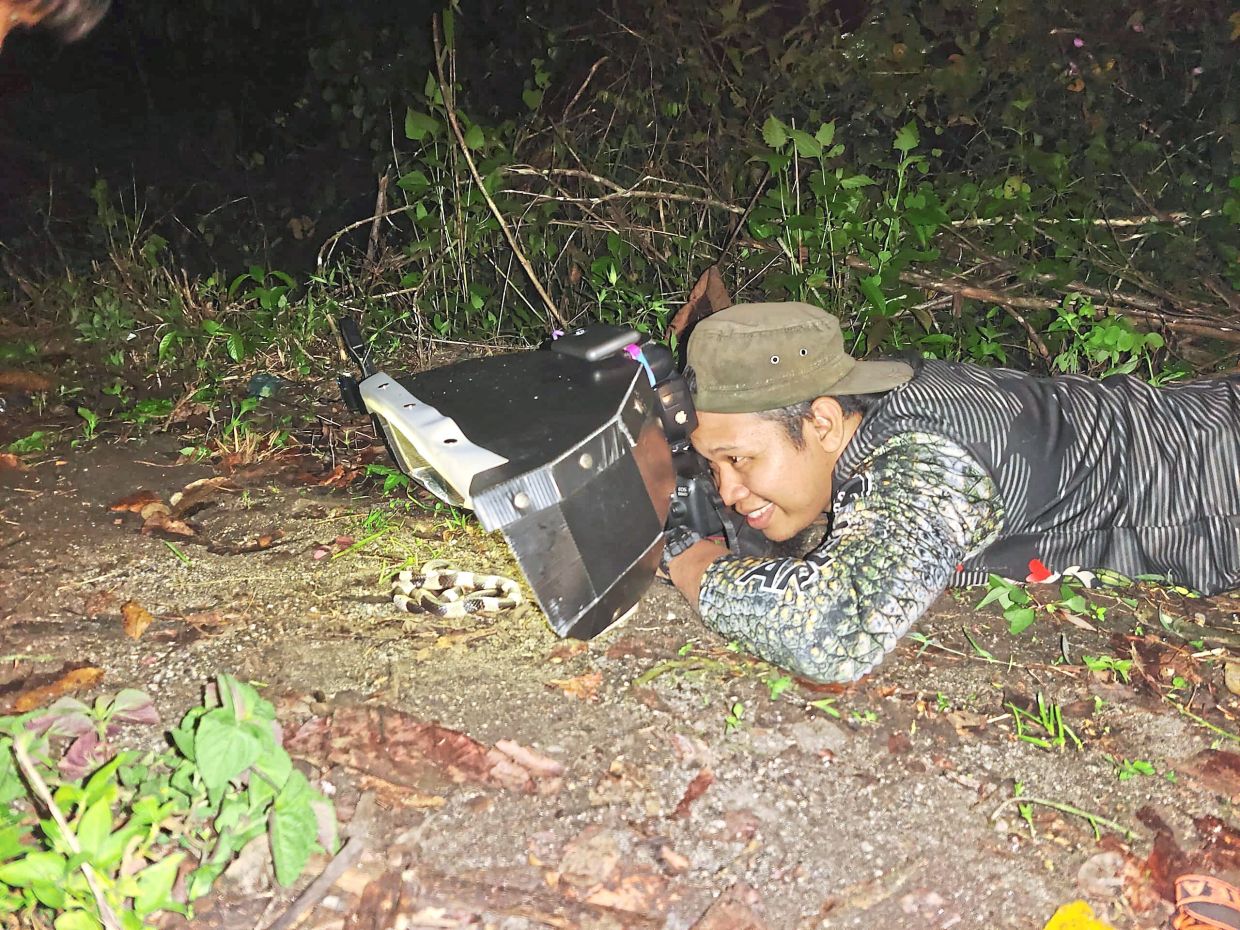 Muhammad Ariff Khaidhir photographing Malaysia’s most venomous snake, the Malayan krait – it requires a delicate approach and steely nerves. — Photo provided by MUHAMMAD ARIFF KHAIDHIR CHEK MAT
