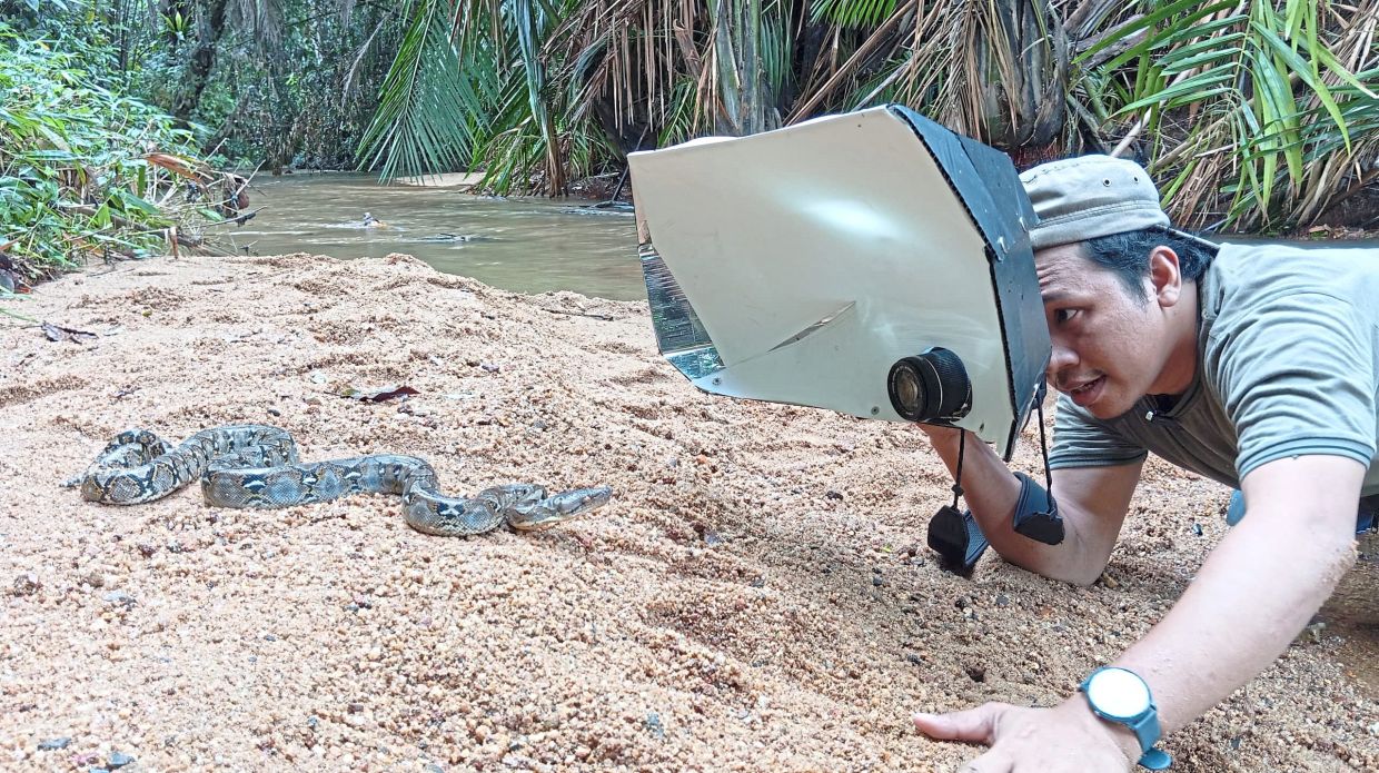 Muhammad Ariff Khaidhir taking a picture of a reticulated python. — Photo provided by MUHAMMAD ARIFF KHAIDHIR CHEK MAT