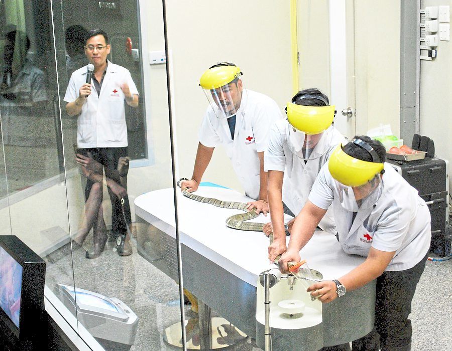 A live demonstration of the venom extraction process at Queen Saovabha Memorial Institute. — Saovabha website