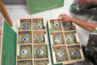 Over 100 smuggled tortoises sent home to Tanzania