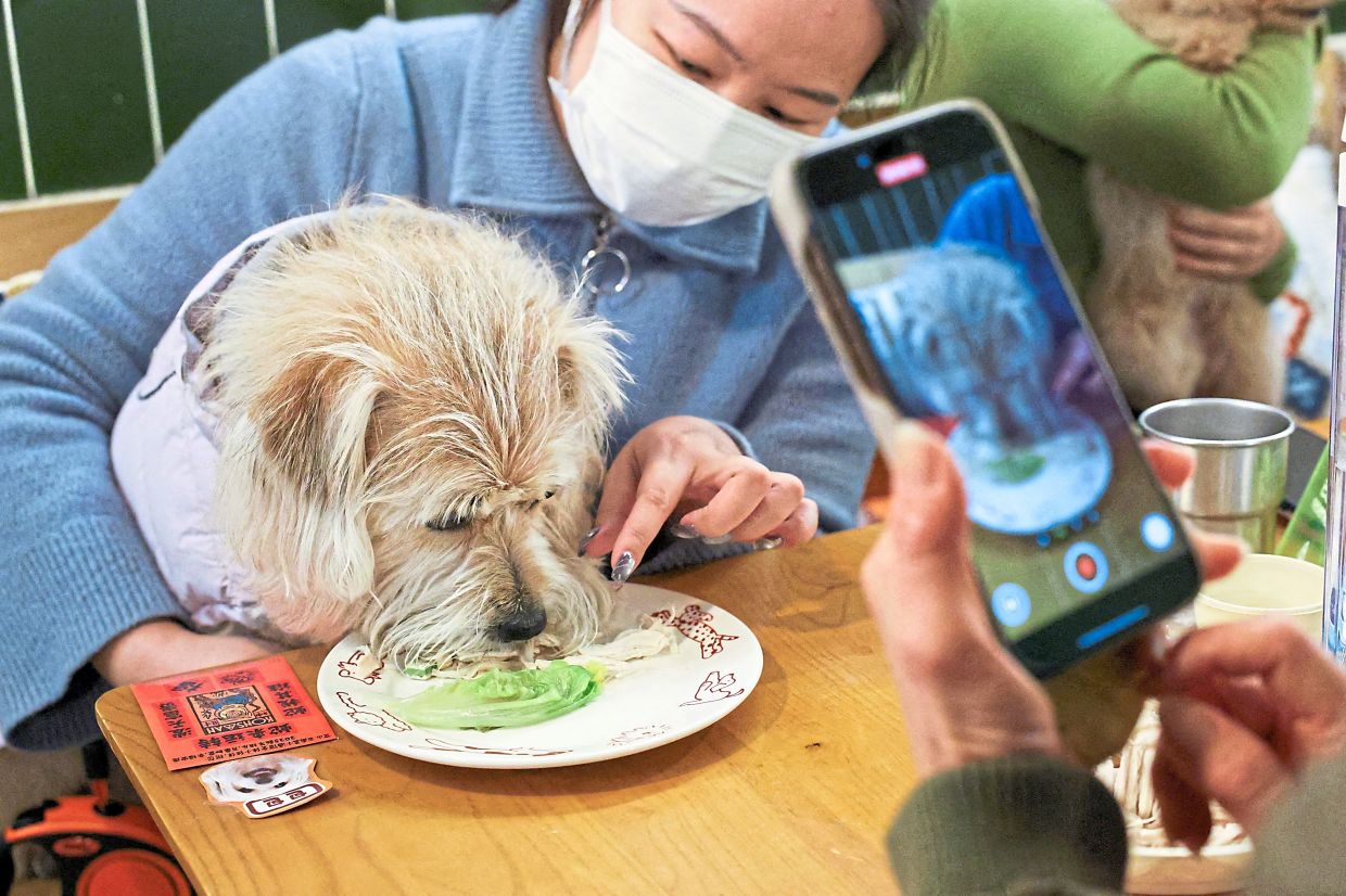 A dog owner feeding her dog during the event. — Reuters