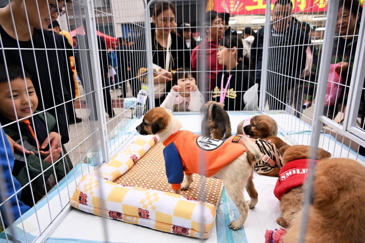 Pets are displayed for adoption at an event organized by Qingdao Society for the Prevention of Cruelty to Animals in Qingdao city, China, in November 2024. -- Photo: Xinhua
