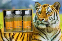 China zoo attracts attention by selling tiger urine for US$7, claims it treats rheumatism