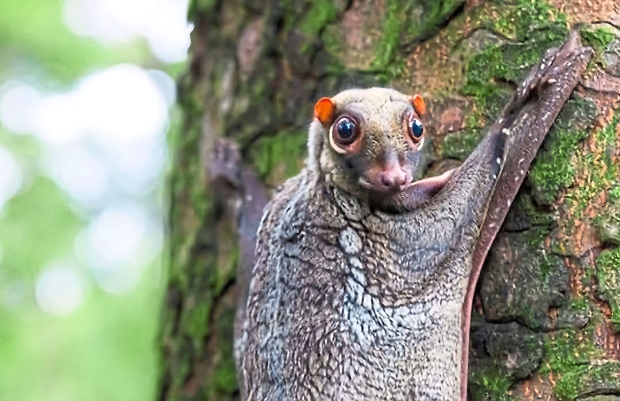 The trail between the caves is alive with flying lemurs, mouse deer, orchids and strange mushrooms.