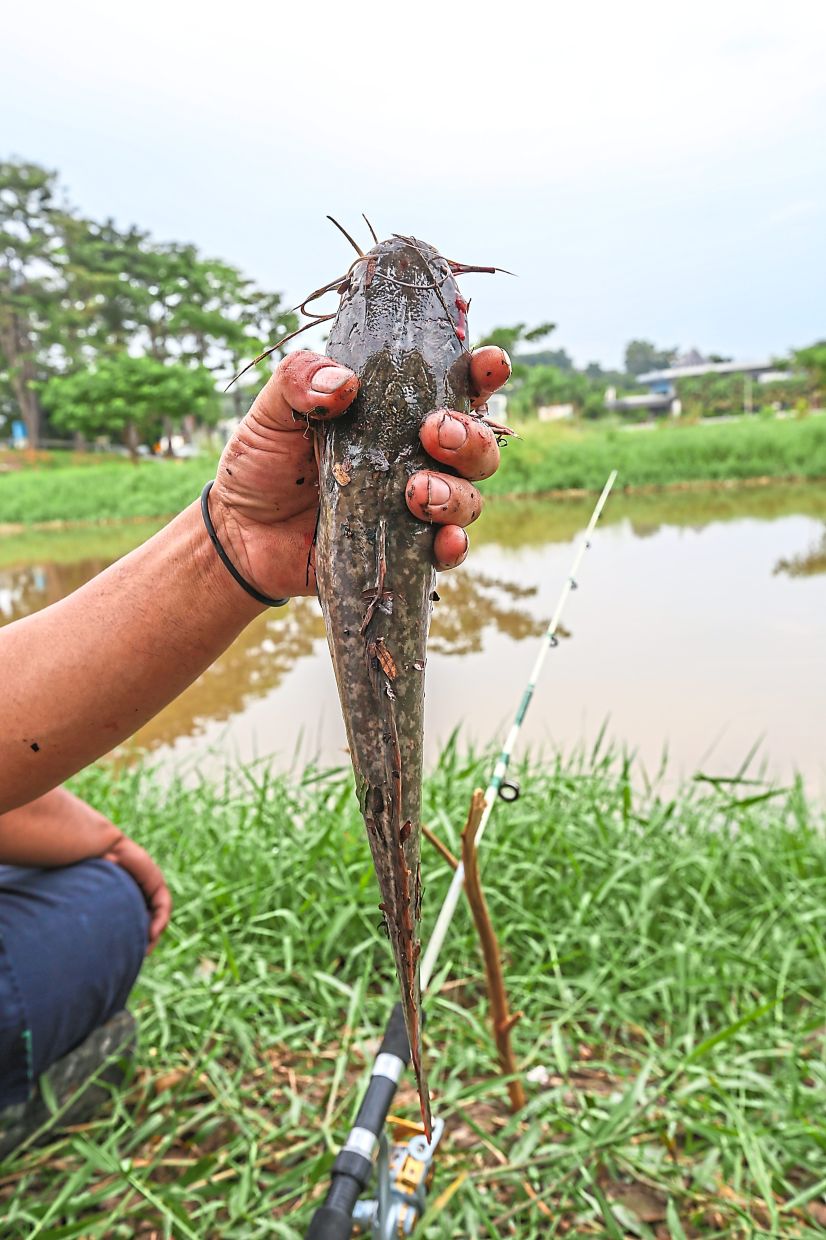 Catfish are plentiful in rivers, valued not only for their fight but also as a food source for many.