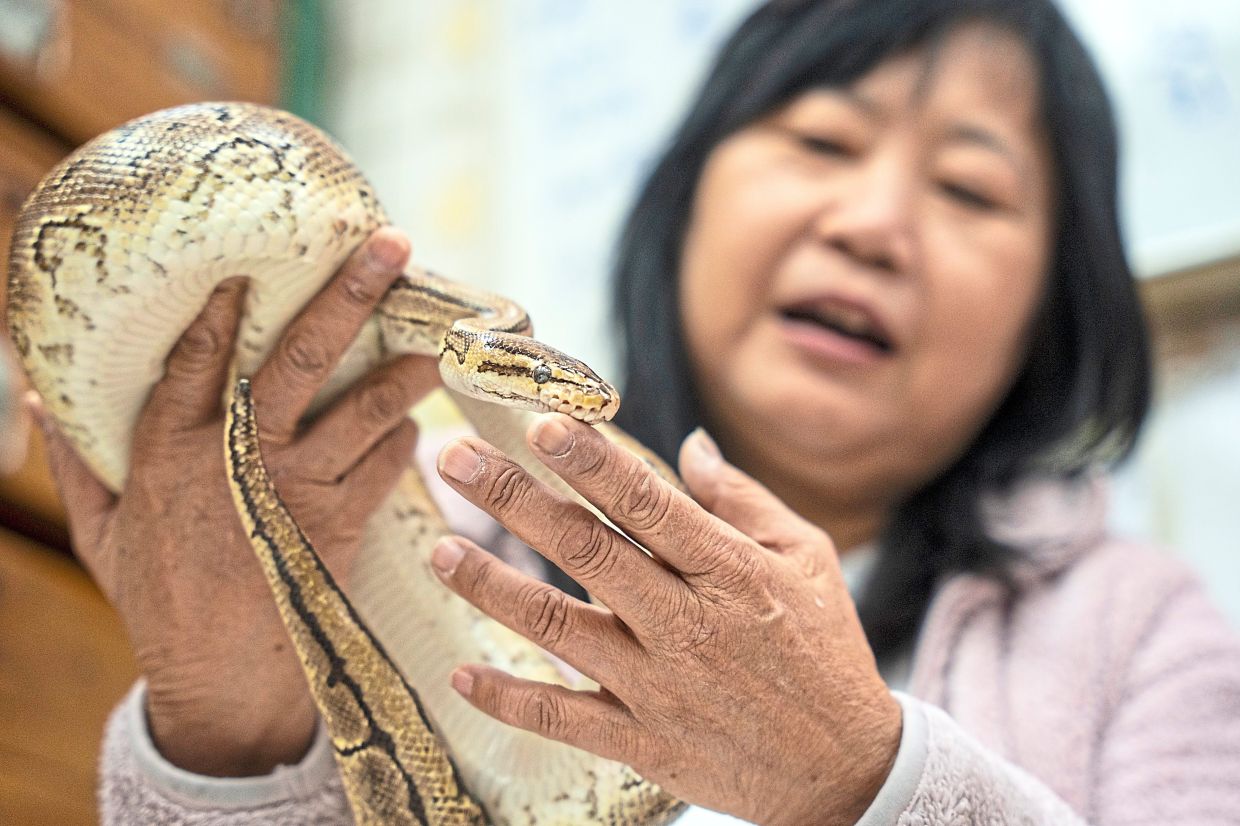 Snake charmer: Chau petting her pet snake at her shop in Hong Kong. As one of the last keepers of the city’s traditional snake soup industry, Chau saves three live snakes for occasional display in wooden drawers that once housed more serpents for cooking. — AP
