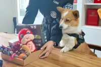 ‘Ruff’ KPI for nation’s first corgi police dog