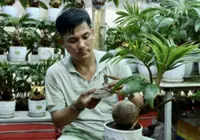 Vietnam man crafts coconut bonsai to celebrate Tet