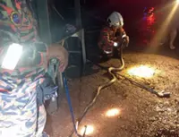 Snake pays ‘house visit’ in Ranau on CNY eve