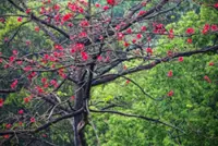 Kapok blossom festival kicks off in Laos' Bokeo region