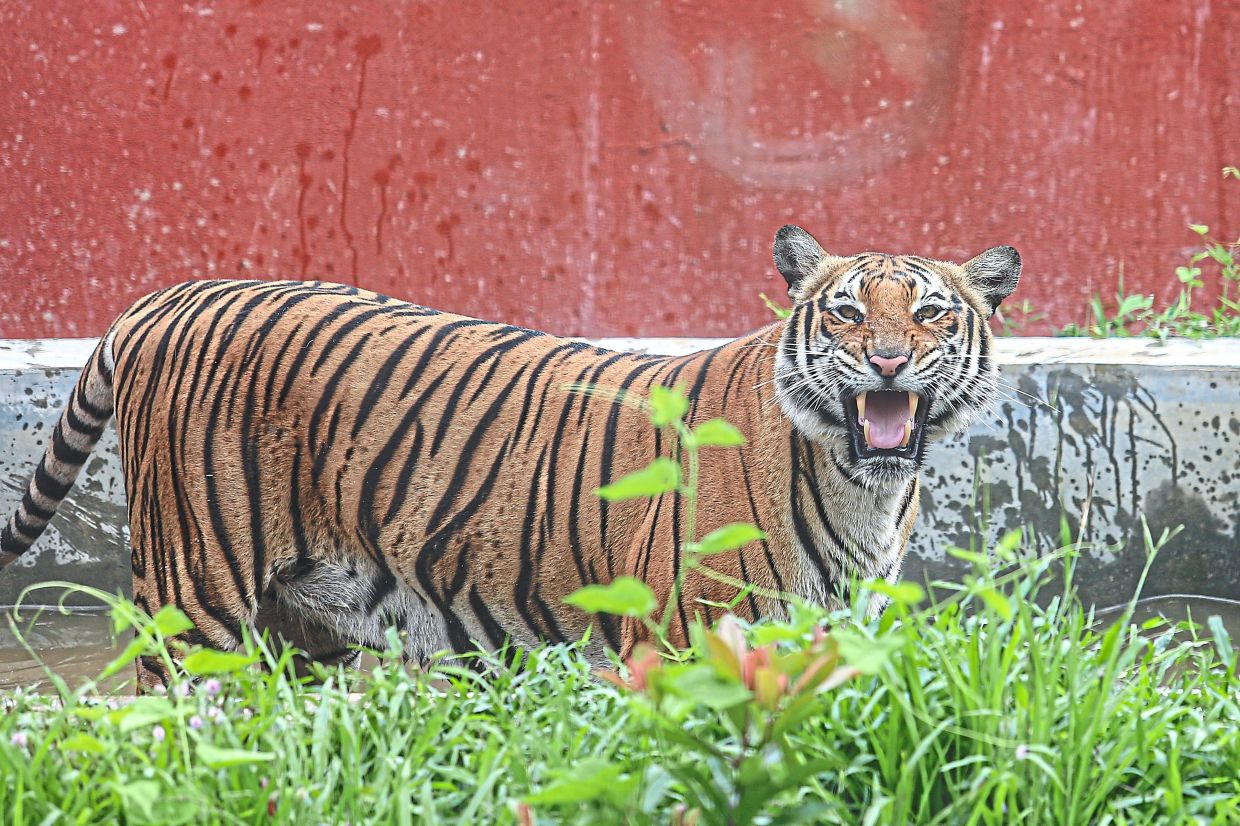 The initiative aims to create a habitat that closely resembles tigers’ natural habitat.