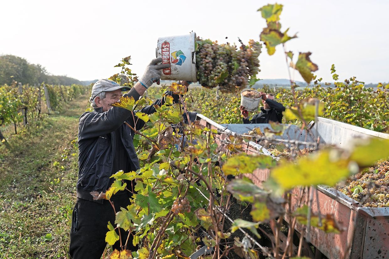Workers harvesting grapes at the Cricova Winery vineyards. — ©2025 The New York Times Company