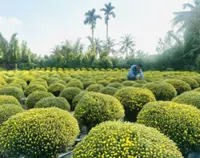 Cho Lach – the Mekong Delta’s ornamental plant production district