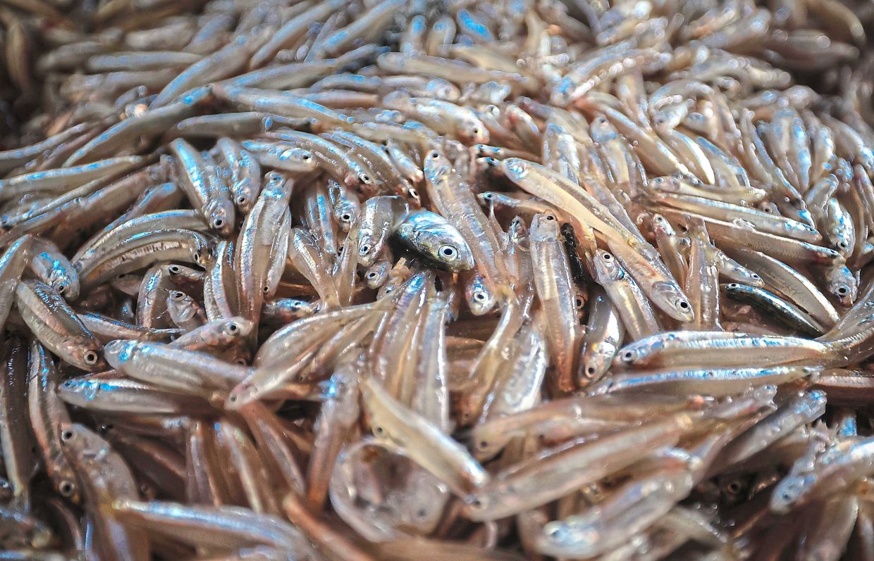 Nature’s wonder: A fisherman drying out the blue-eyed ikan bilis before it is packed and sold. — Bernama