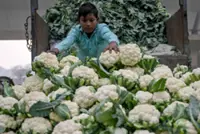 Modi turns to India's vast middle class to revive growth in rough global year