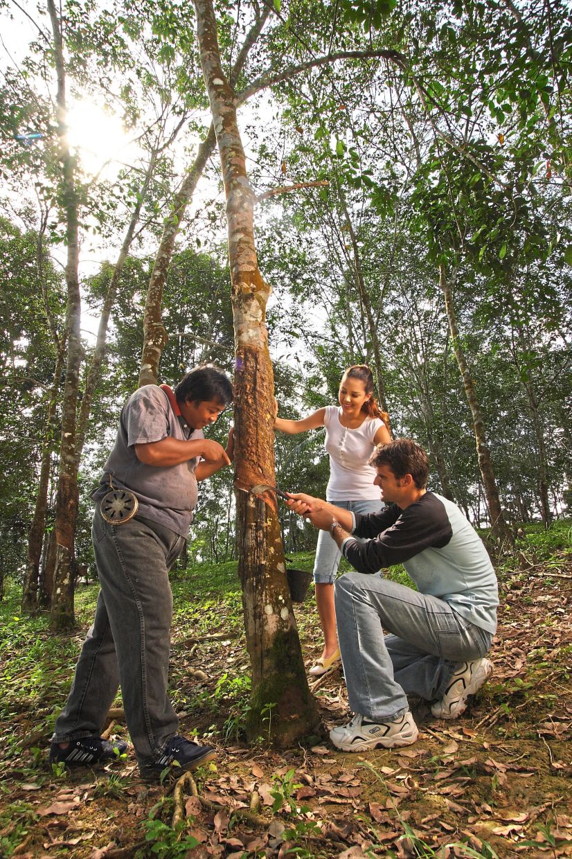 Guests can also try their hand your hand at rubber tapping at a kampungstay. — Filepic/Tourism Malaysia