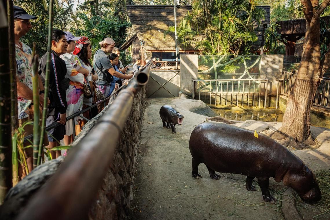 Moo Deng walks behind her mother Jona at the zoo in Chonburi. -- PHOTO: LAUREN DECICCA/NYTIMES