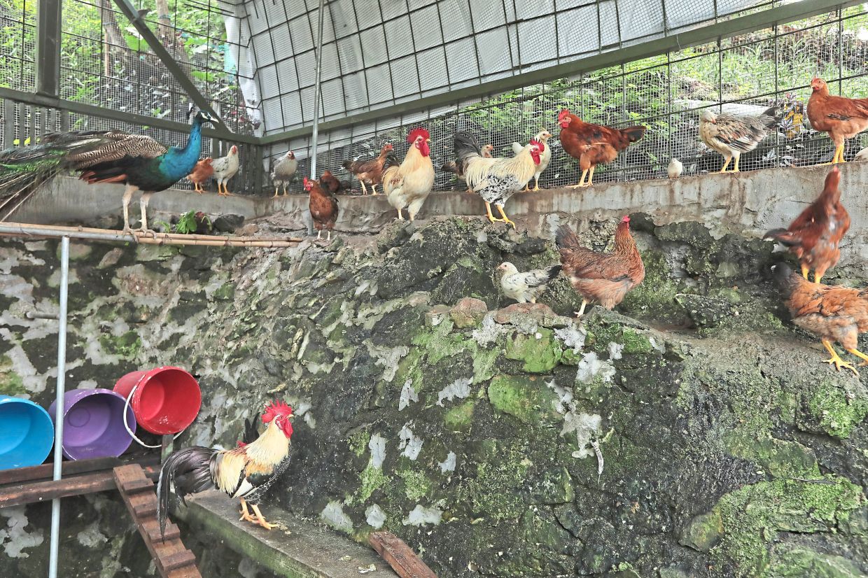 The school’s garden has a glass enclosure housing birds like chickens and peacocks.