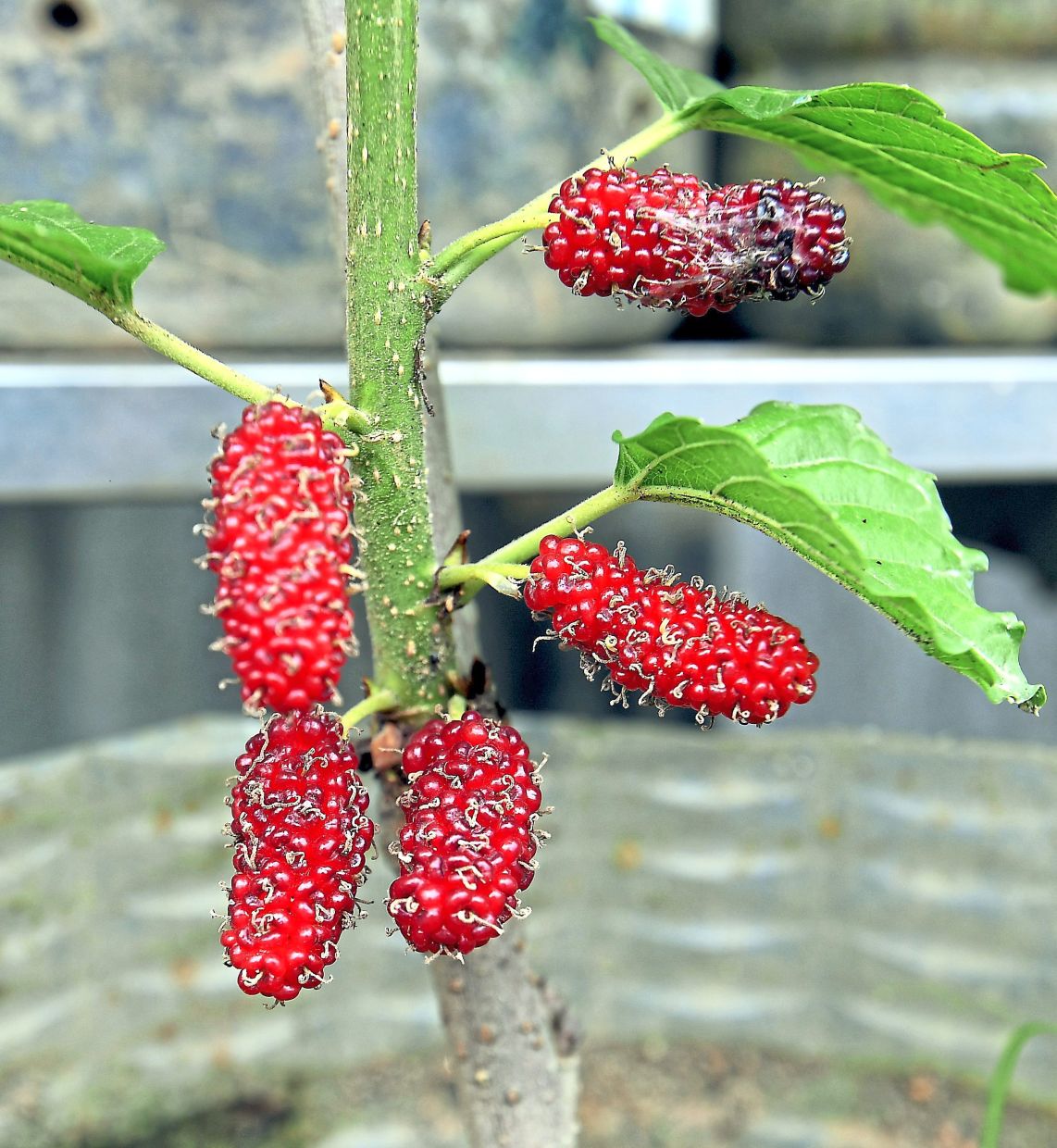 The mulberry fruit needs to be harvested within two weeks.