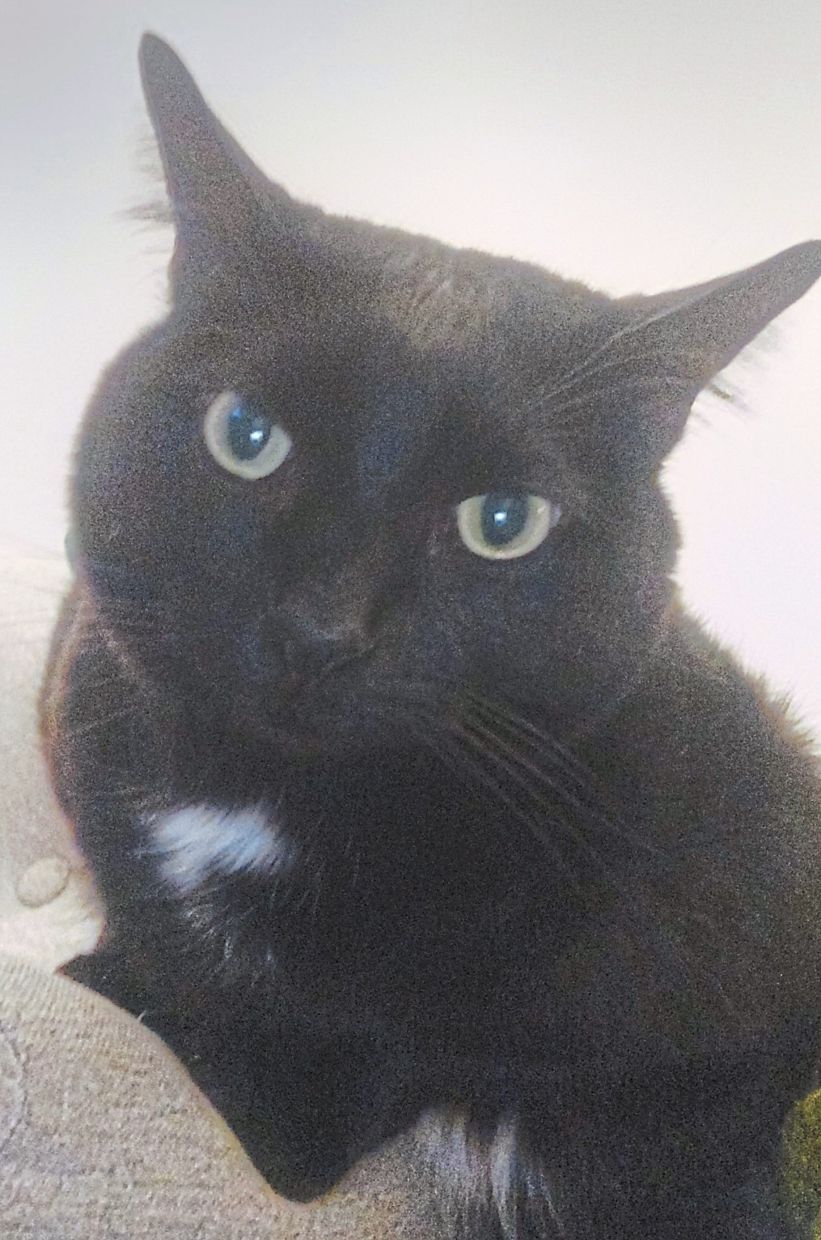 Inkie shows his mood through his ears.