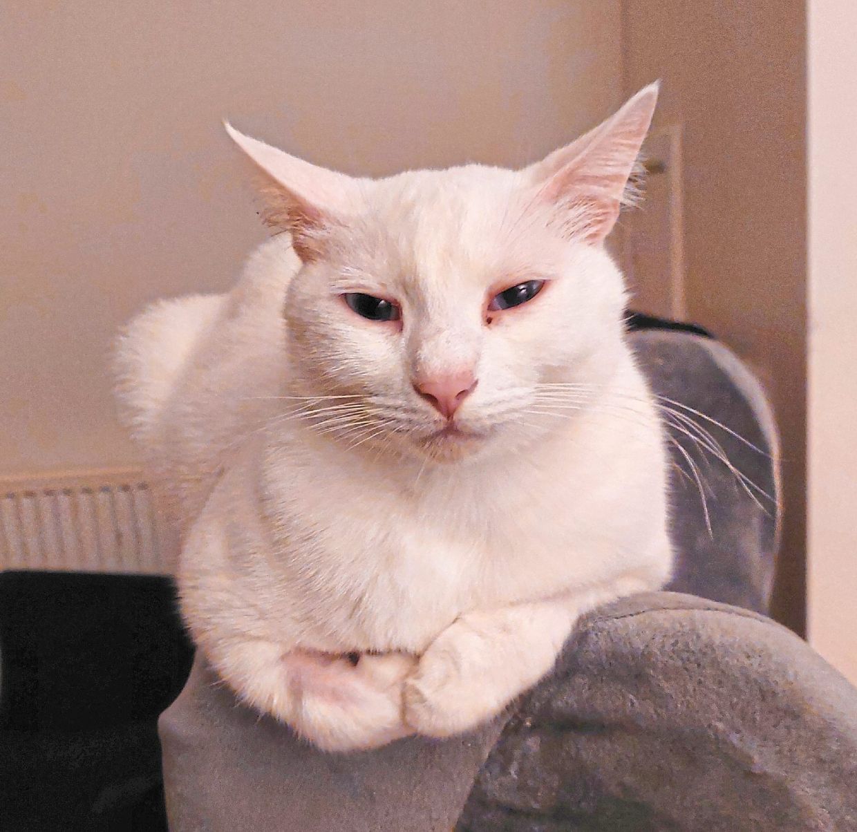 When Tic Tac is tired, her face narrows and her fur flattens.