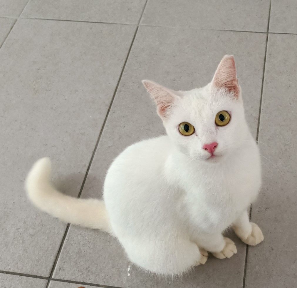 Photos: SPCA Penang/Lily Leng