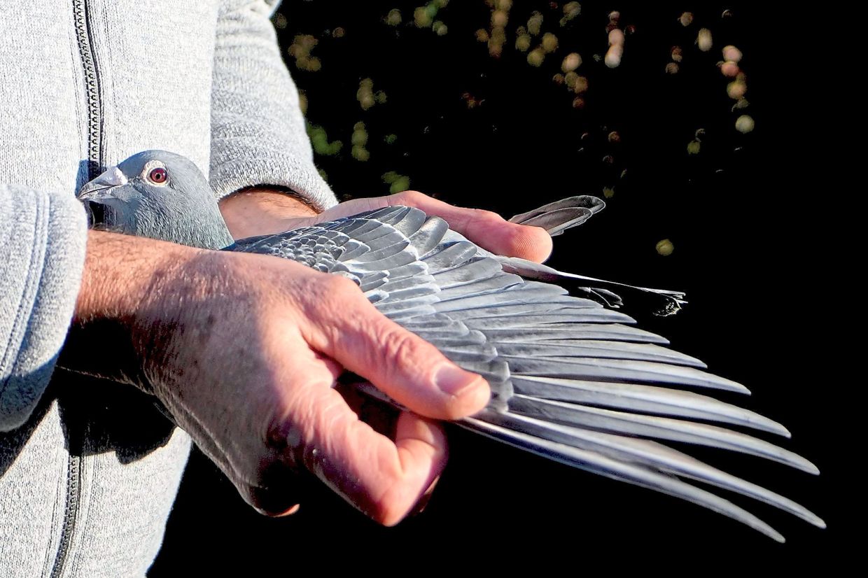 Bungeneers showing off the wing span of one of his racing pigeons in Ranst, Belgium. — AP