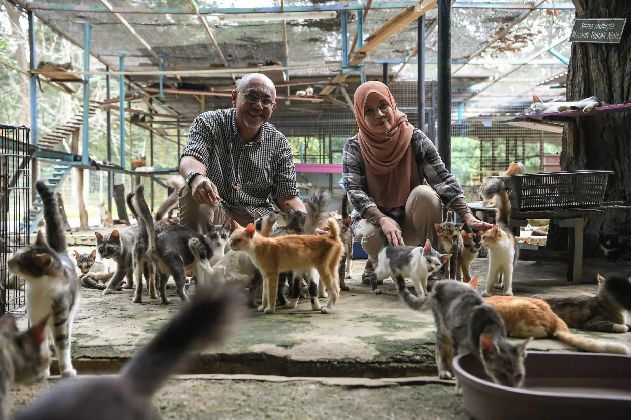 Couple providing shelter to over 2,000 stray cats at Bustana Kucing since  2015 | The Star