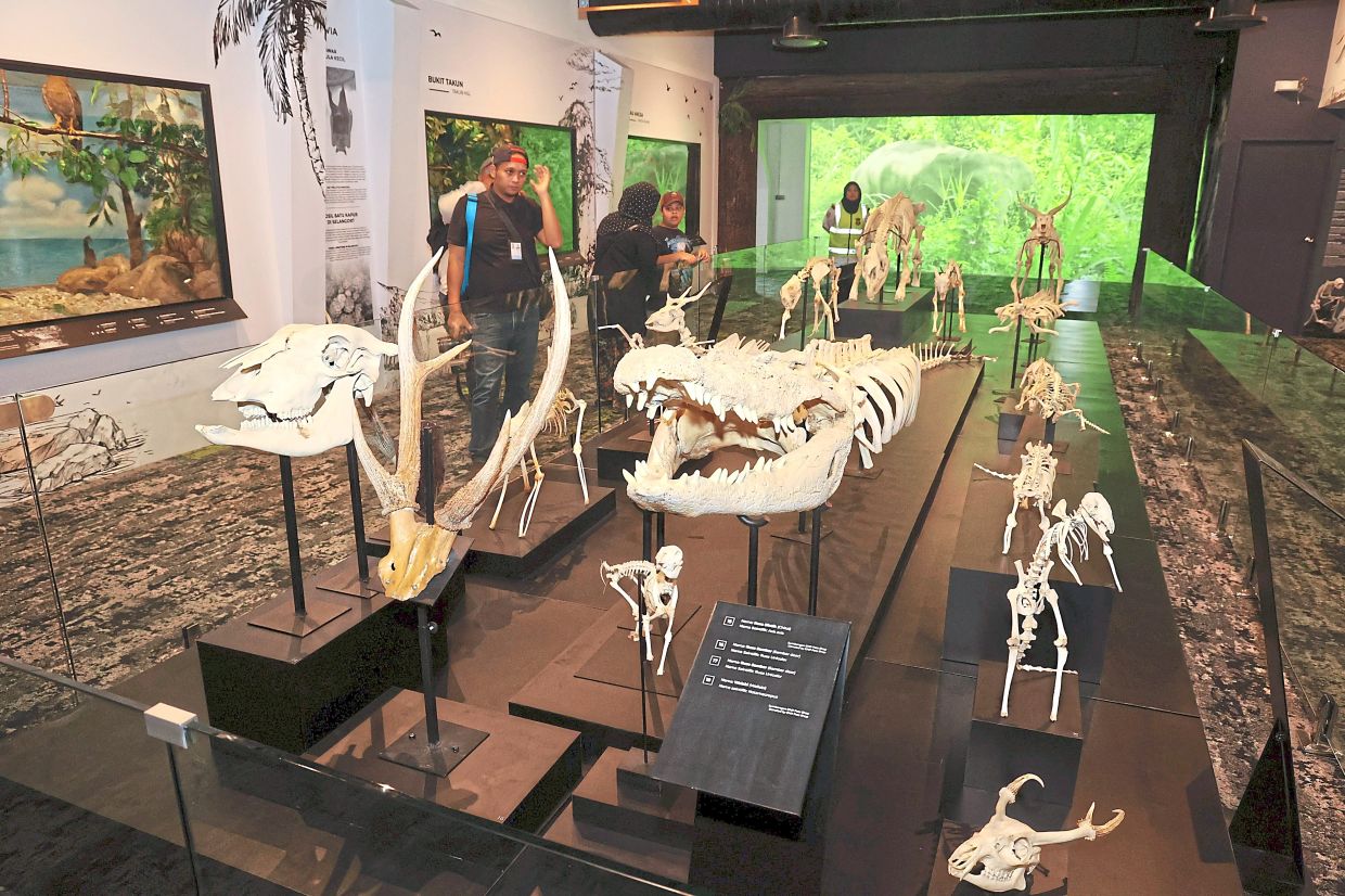 Part of the upgraded natural history section. 