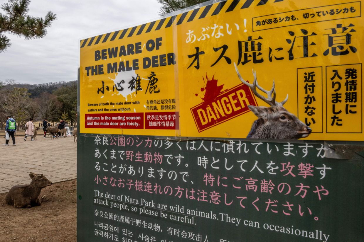 A deer rests next to a sign warning visitors about male deer at Nara Park in Nara.