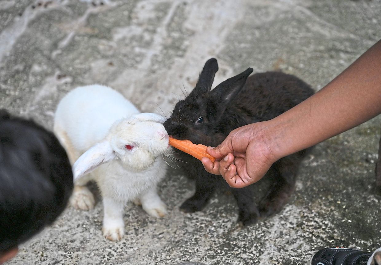 Bunnies nibbling on a carrot at the mini zoo. Pet feeding is among the activities at the Shah Alam park.