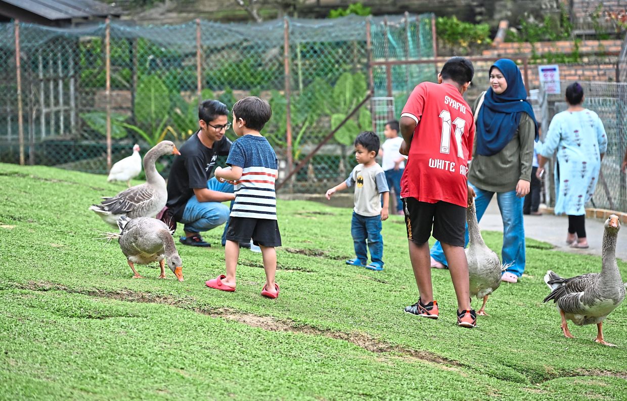 Geese, ducks and guinea fowls roam around freely at the mini zoo, allowing adults and children a chance to interact with them.
