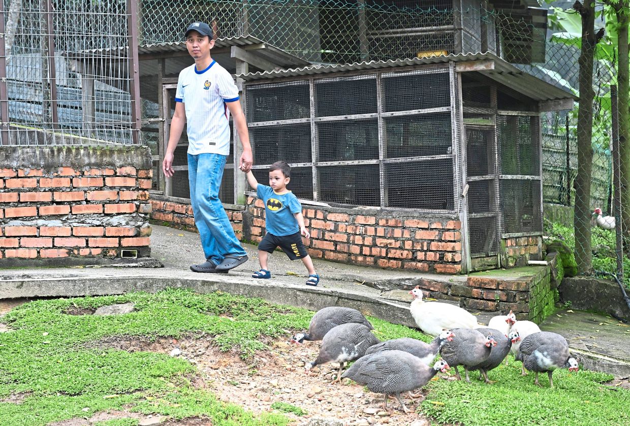 Children love running after the guinea fowls at the mini zoo, which is a popular attraction at the park.