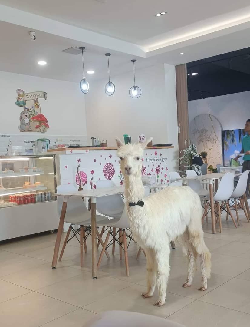 This is the face that greets you when you step into Snowy's space. —JESSIE WONG/Furrito Haus Cafe