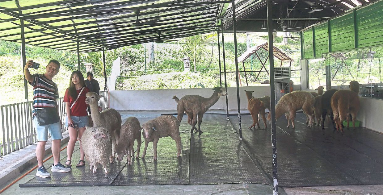 Alpacas are gaining a global following and are turning up in zoos and petting parks around the world. These visitors are taking photos with alpacas, sheep, and goats at Zahara Garden in Gopeng, Perak. — Filepic/The Star