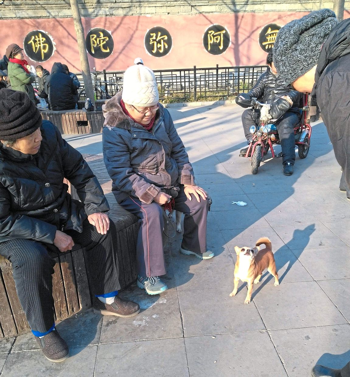 It's not just China's young folks who dote on their pets, the older generation also treat them very, very well. — MELODY L. GOH/The Star 